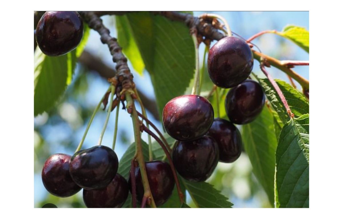 szomolyai fekete cseresznye - Featured