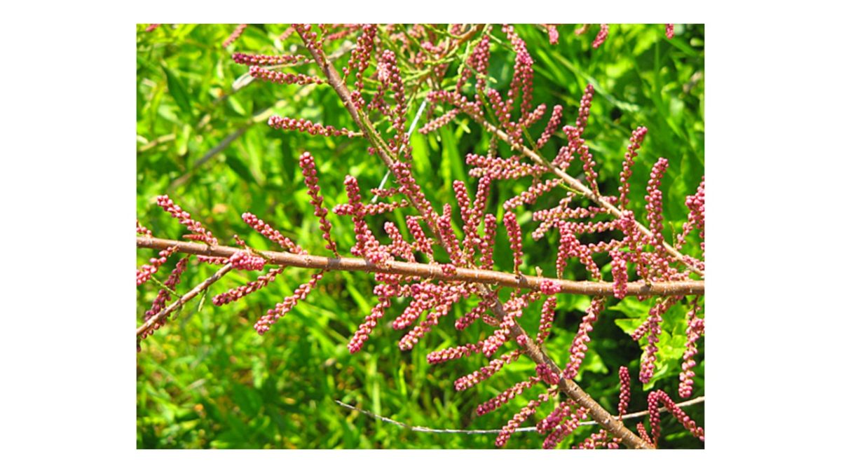 tamariska - Featured