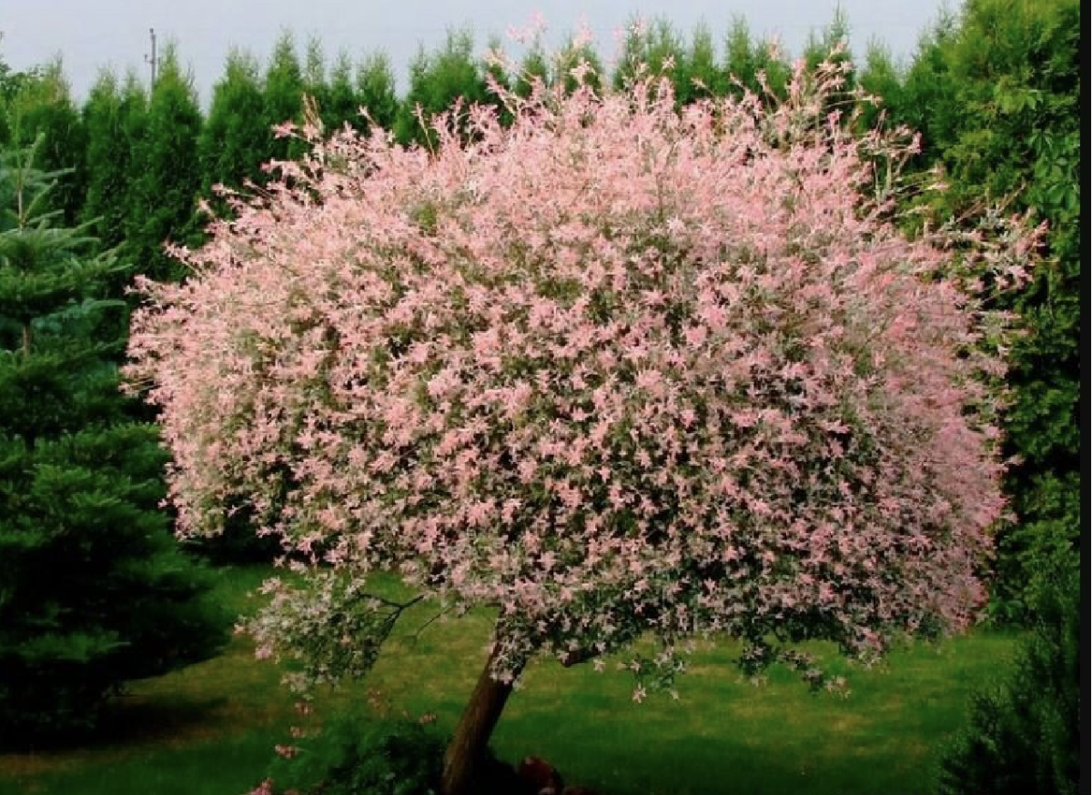 Tarkalevelű Japán Fűz: A Kerted Titkos Dísze, Ami Mindenkit Elbűvöl