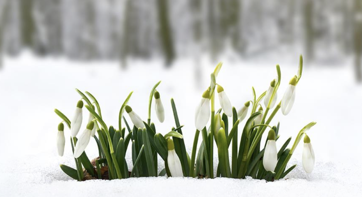 Tavaszi Virágok: A Tavasz Ébredése a Kertben
