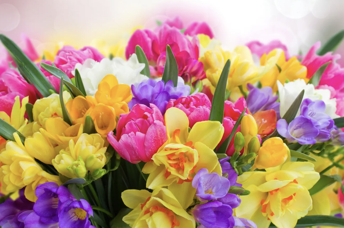 Tavaszi virágok: A tavasz varázsa a kertben és otthon