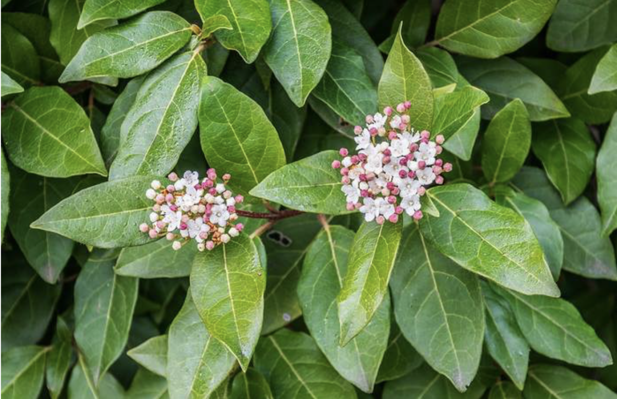 Téli bangita: A hidegtűrő szépség a kertedben