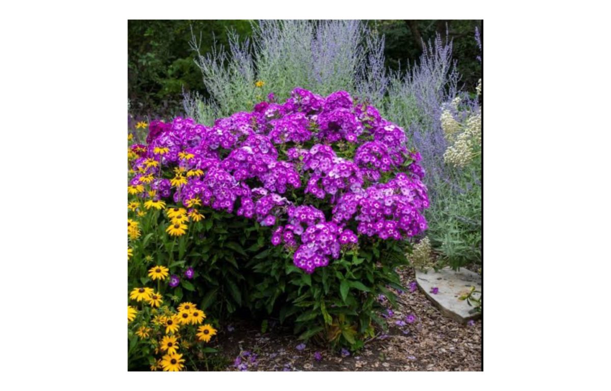 bugás lángvirág - Featured