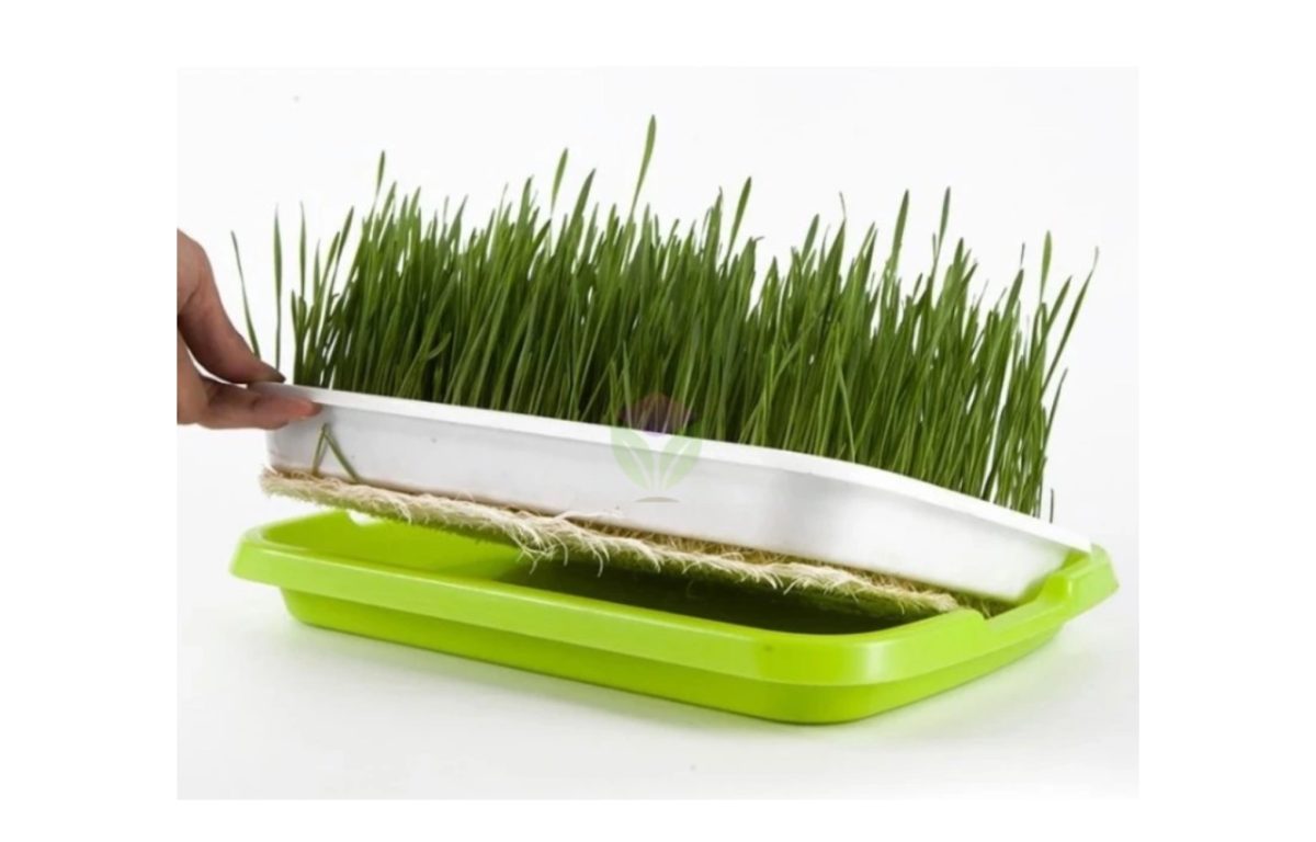 csíráztató tál - Featured