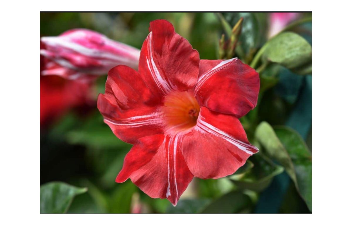 tölcsérjázmin - Featured