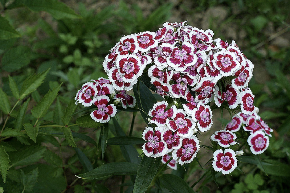 Törökszegfű: A különleges virág, amely feldobja kertünket