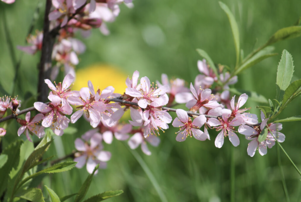 törpe mandula - Featured