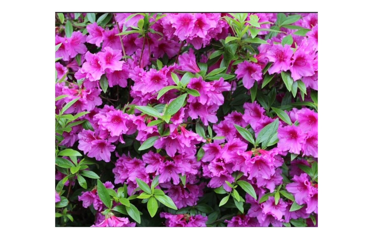 törzses azálea - Featured