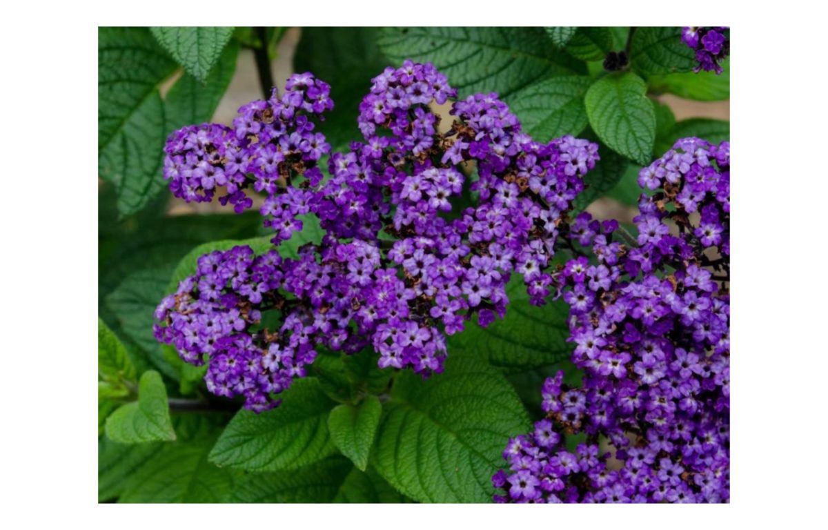 vaníliavirág - Featured