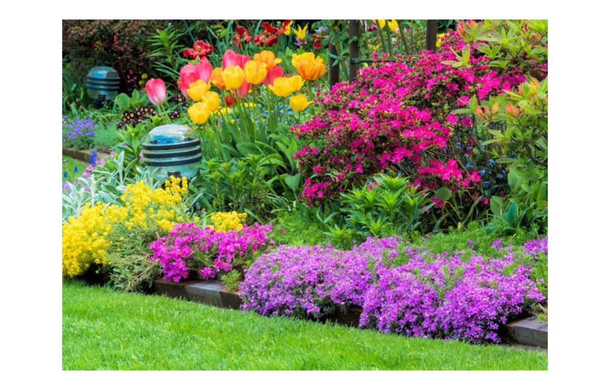 évelő kerti virágok képekkel - Featured