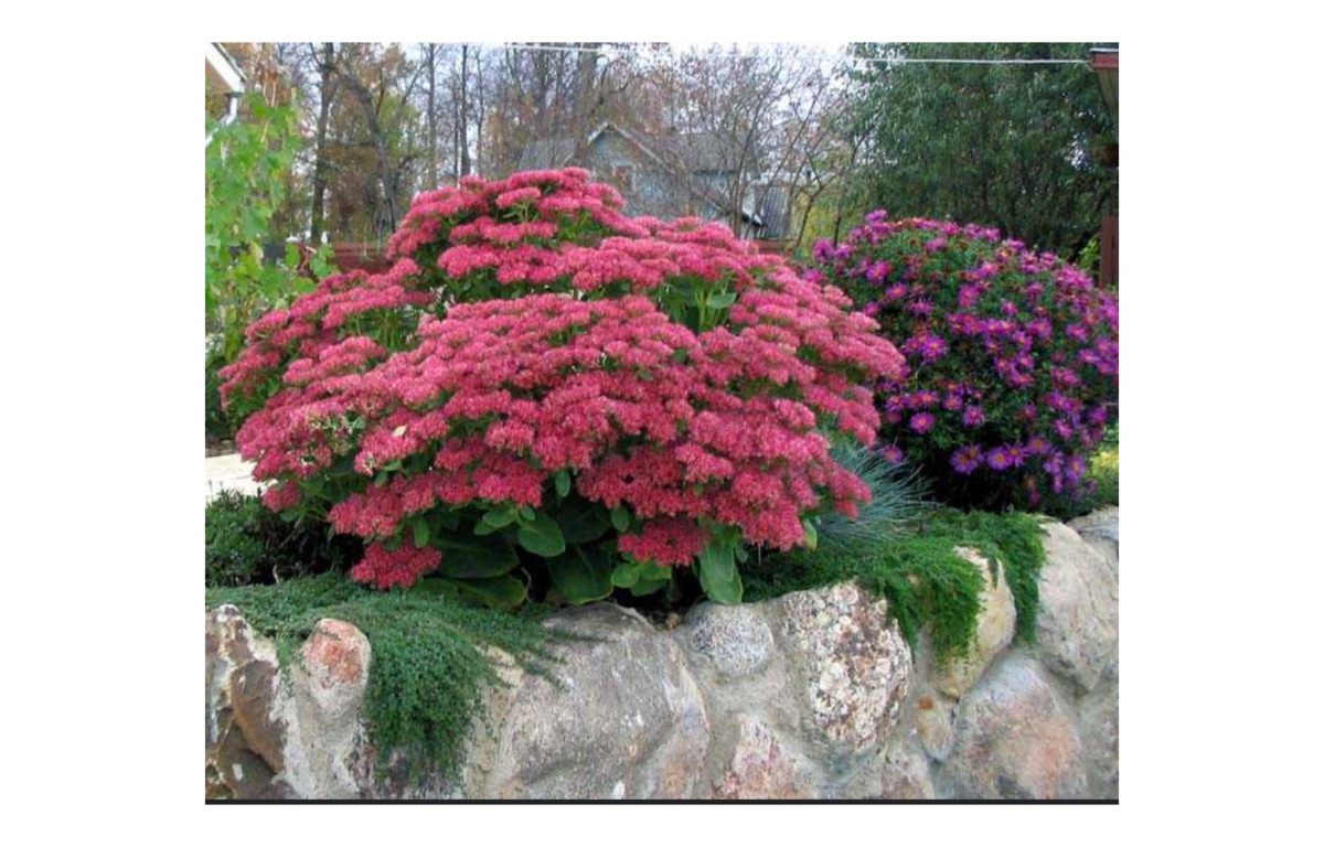 varjúháj - Featured