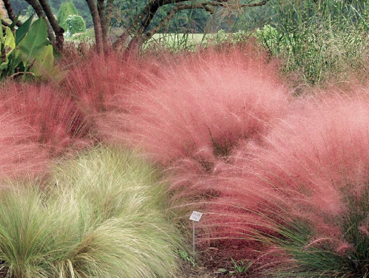 Vattacukorfű: A csodálatos és színes évelő növény