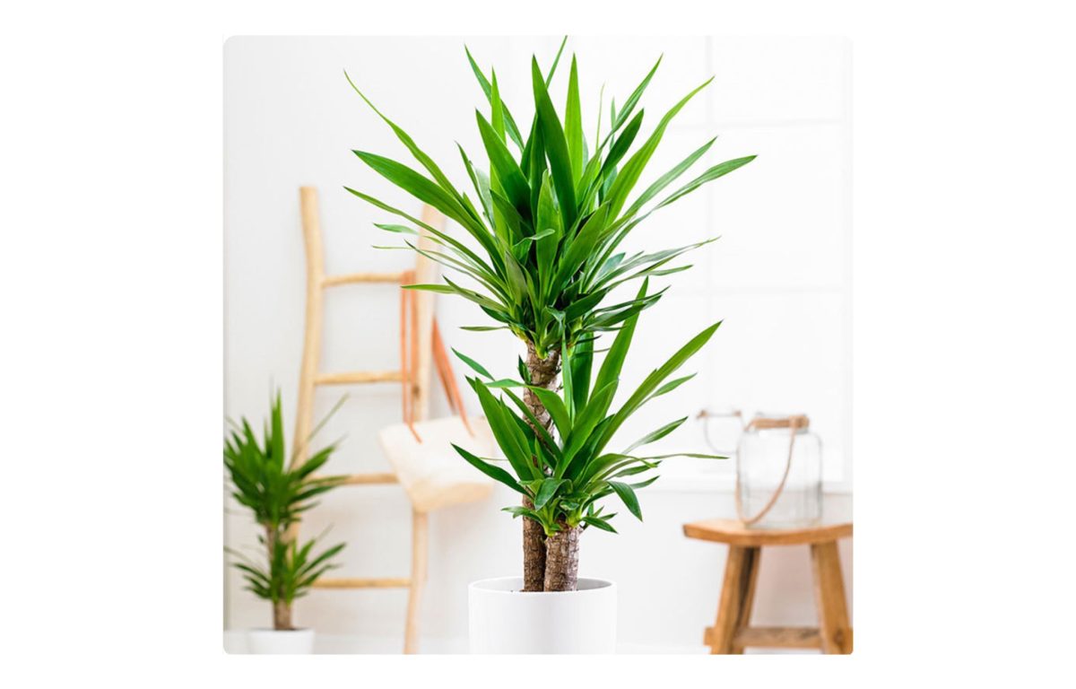 yucca rostrata - Featured