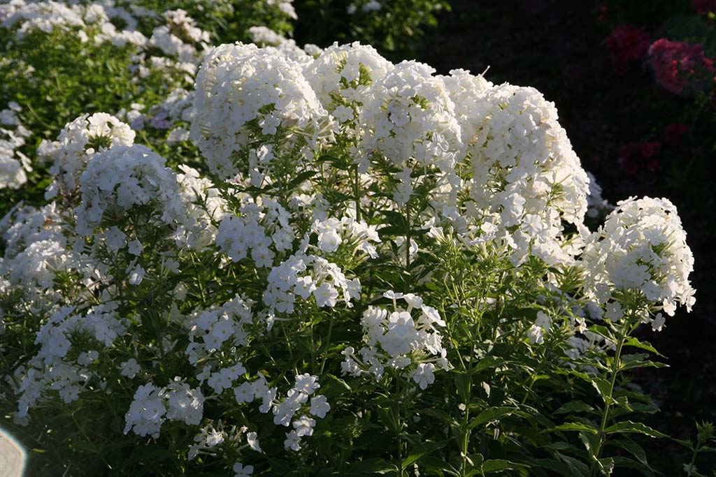 Fedezd fel a lángvirág varázsát: Hogyan gondozd és ültess különleges phlox fajtákat kertedbe 4 lángvirág - Lépésről lépésre
