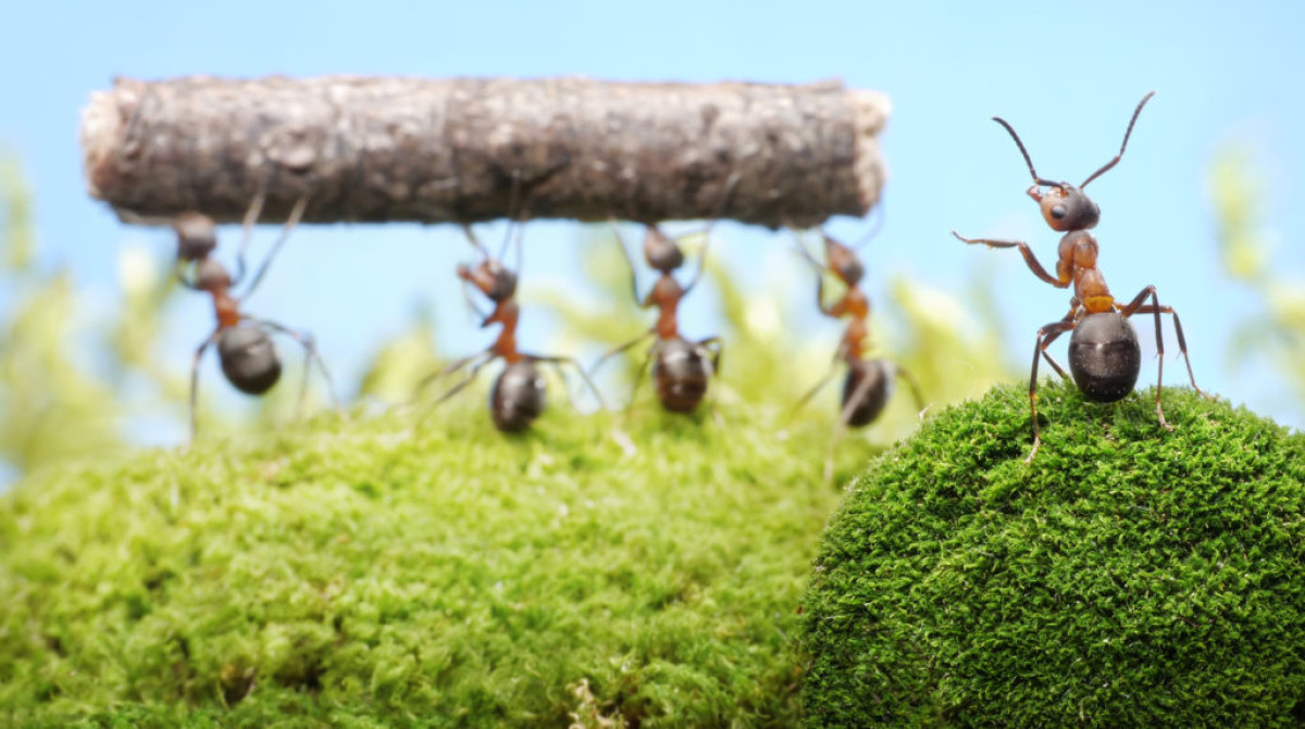 A leghatékonyabb hangyairtó megoldások: Hogyan szabaduljunk meg a hangyáktól gyorsan és tartósan 32 hangyairtó - Featured