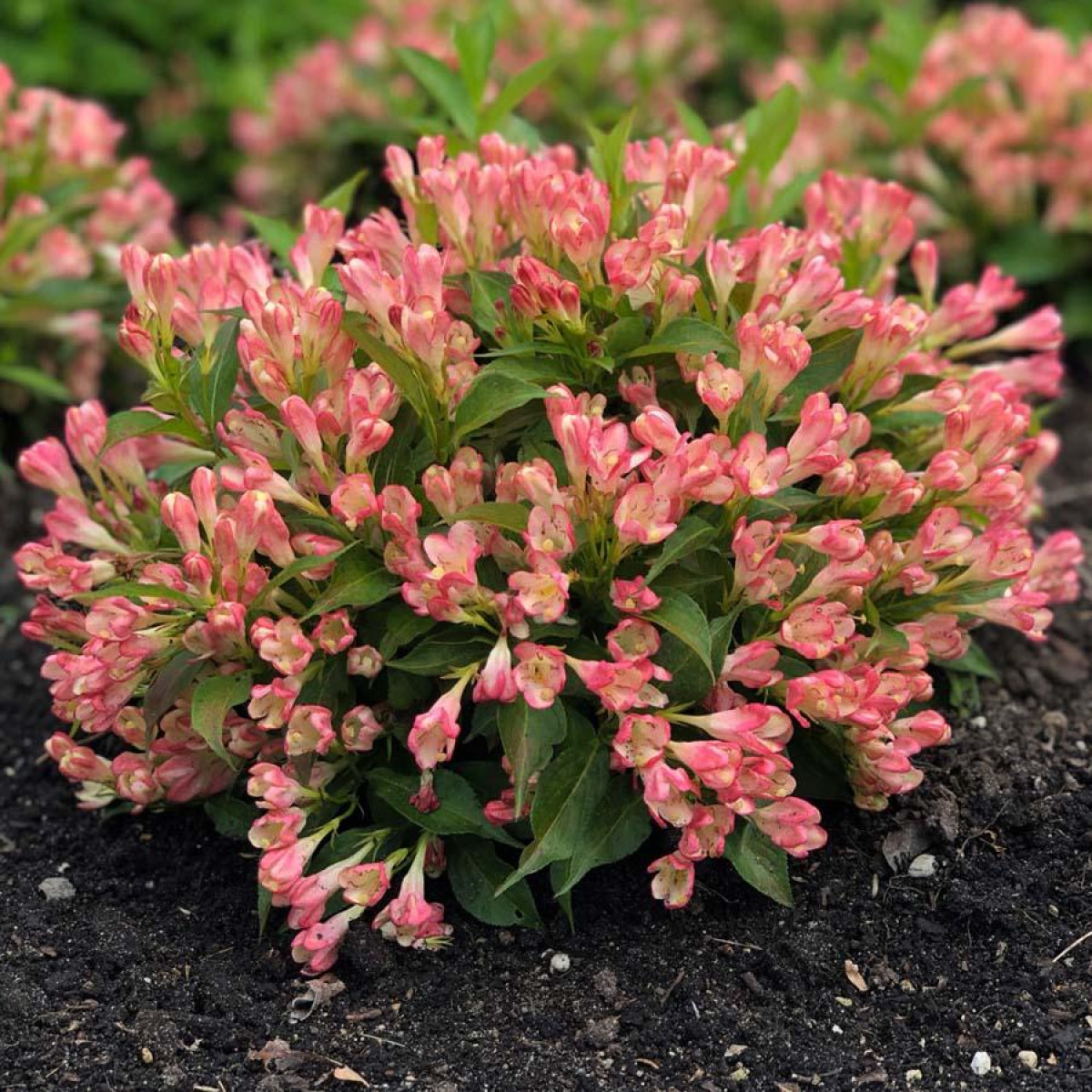 rózsalonc - Featured