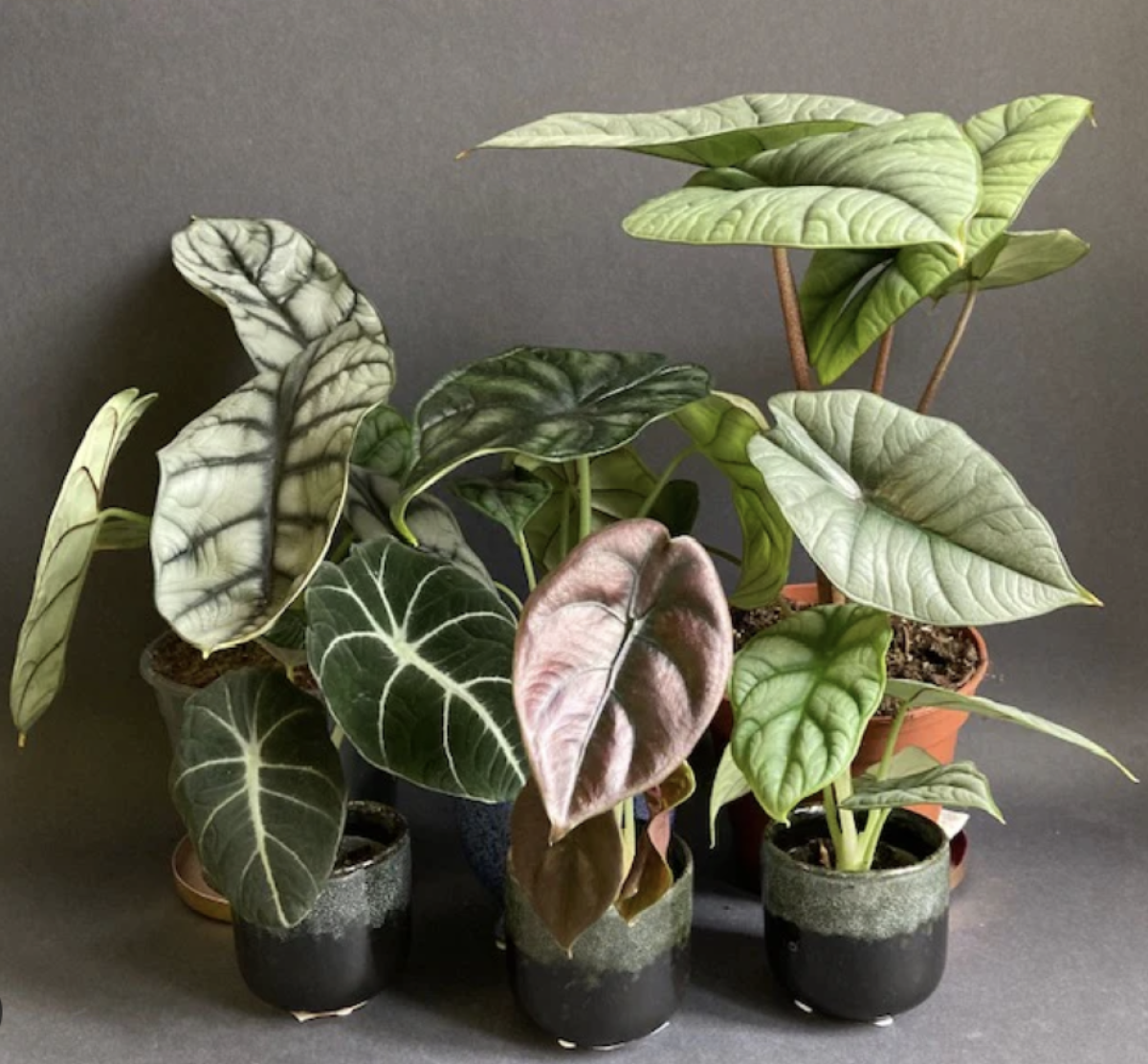 alokázia - Featured