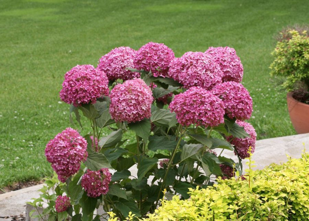 annabelle hortenzia - Featured