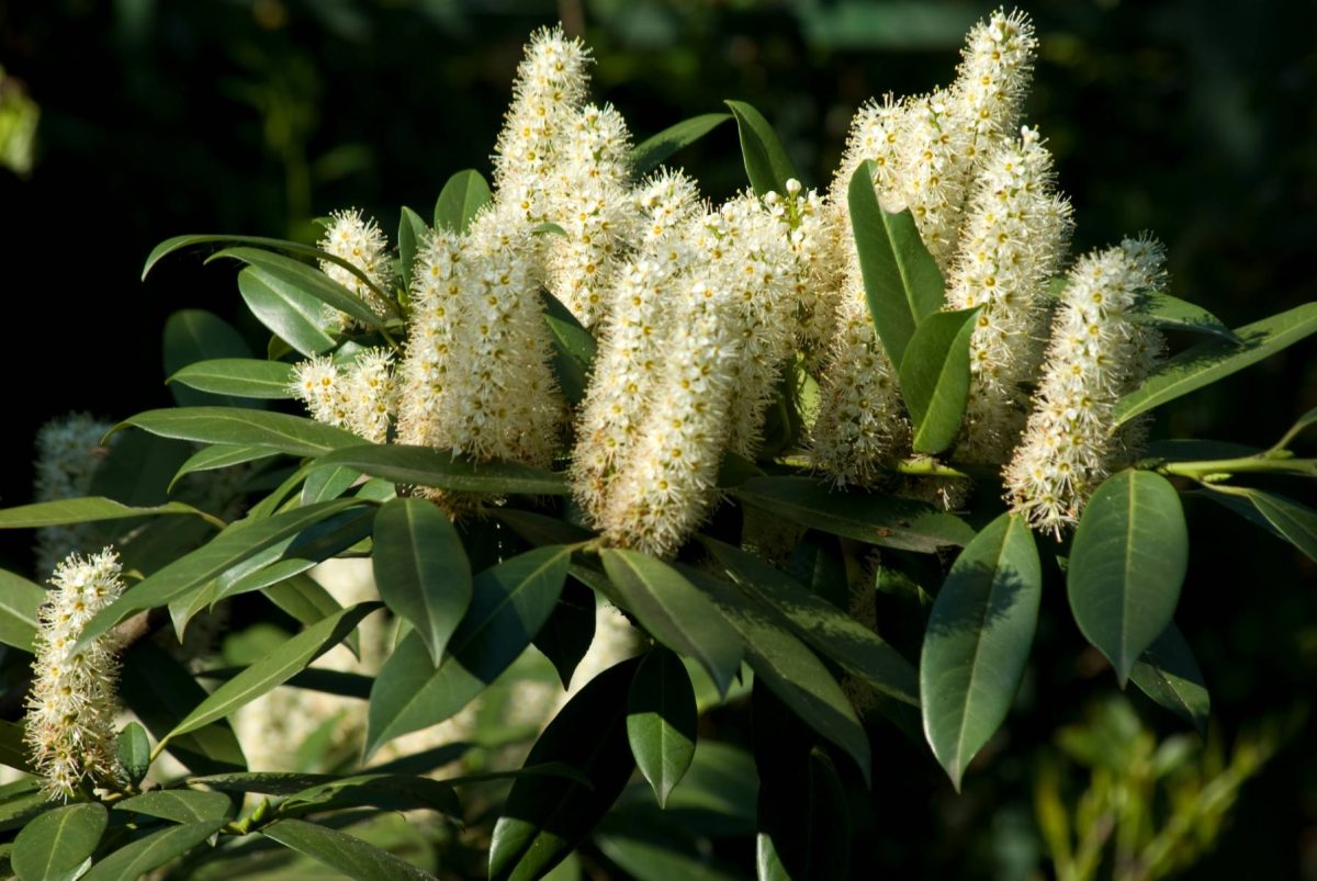 babérmeggy - Featured