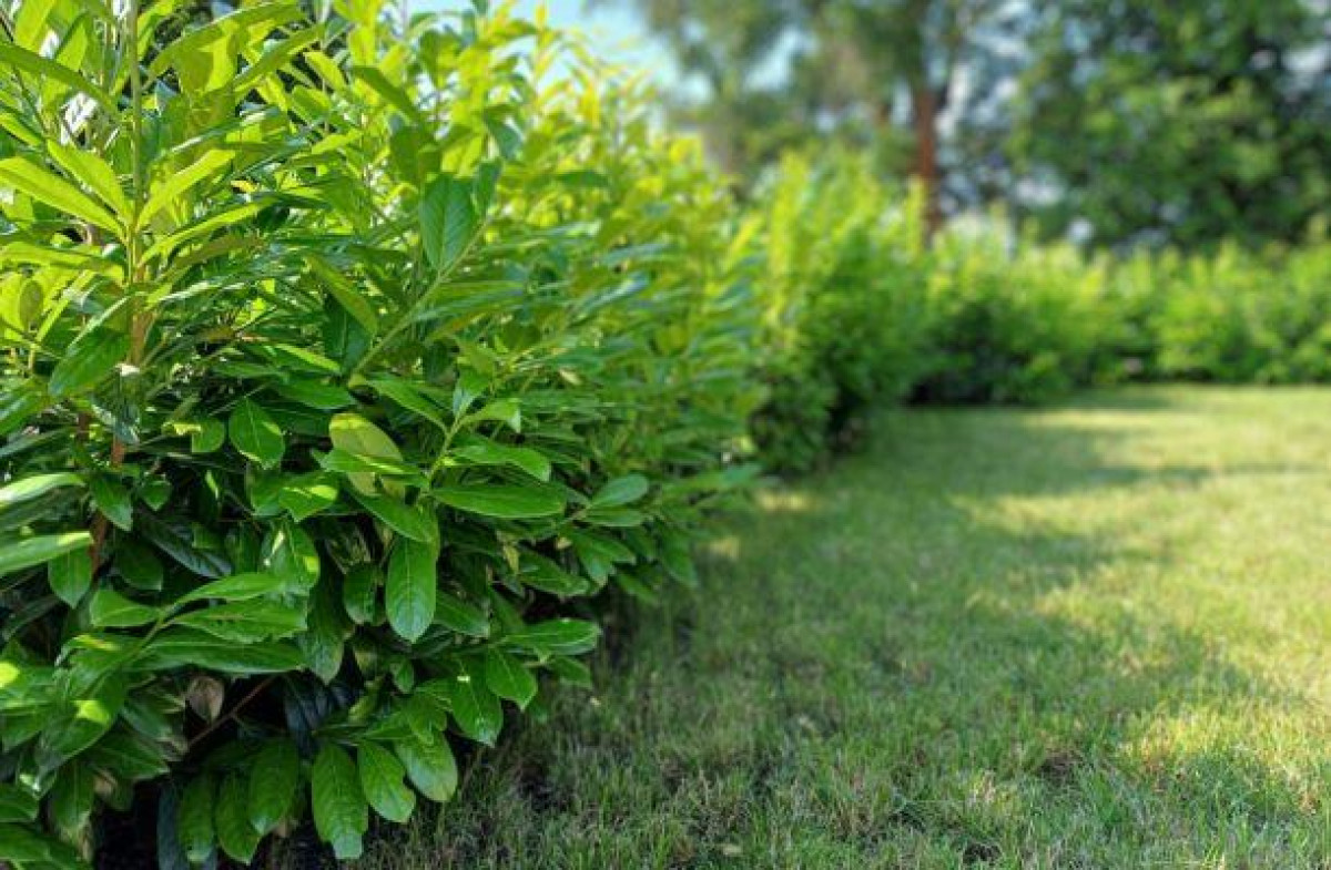 babérmeggy metszése - Featured