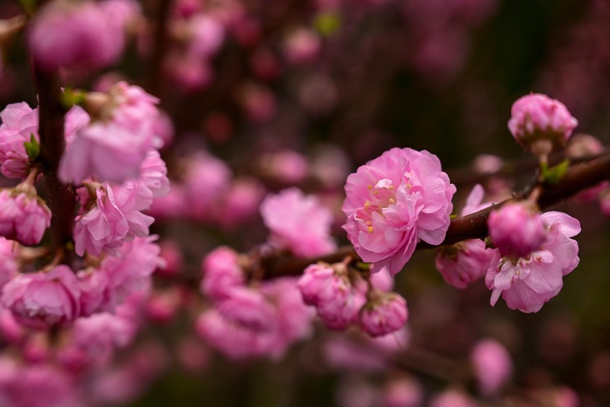 babarózsa - Featured