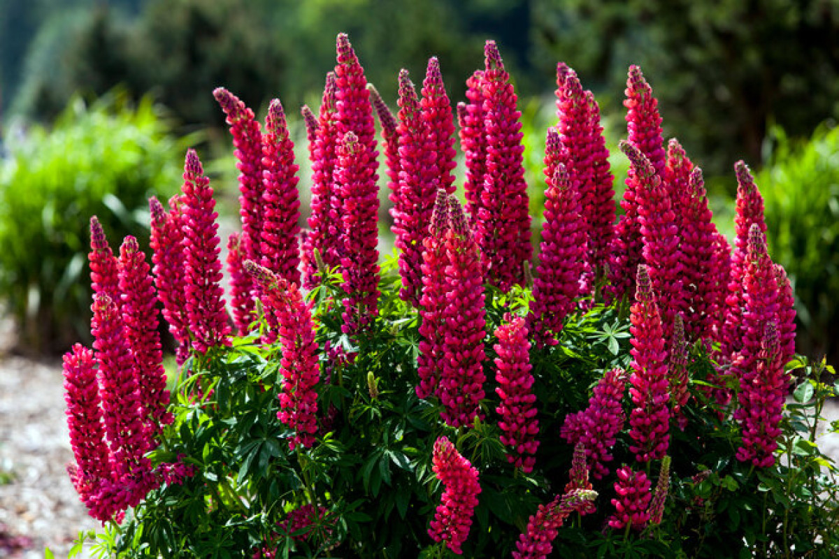 évelő virágok - Featured