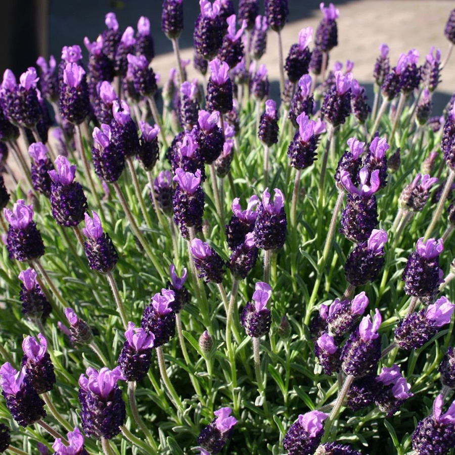 francia levendula - Featured