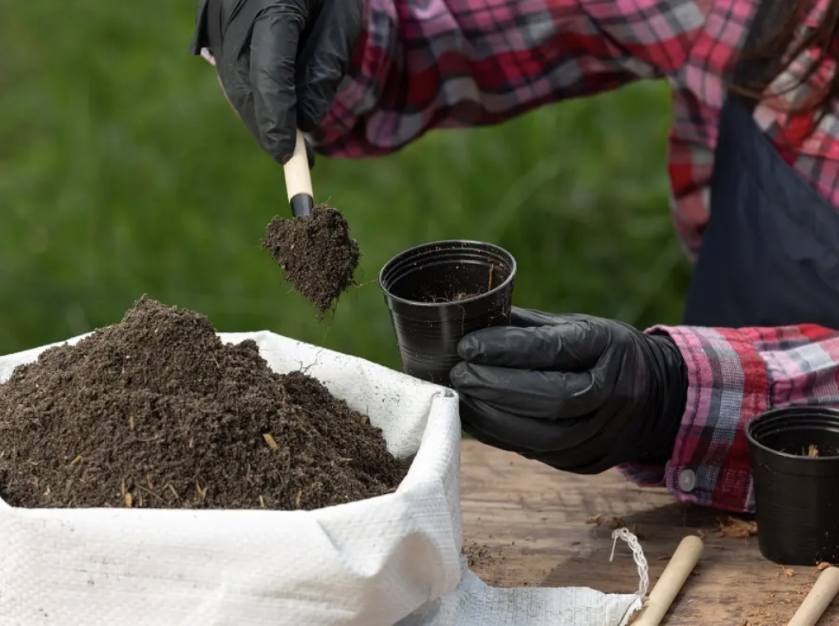 virágföld - Featured