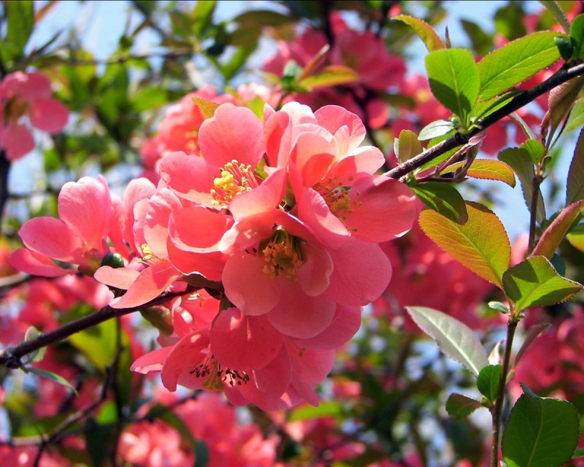 japán birs - Featured