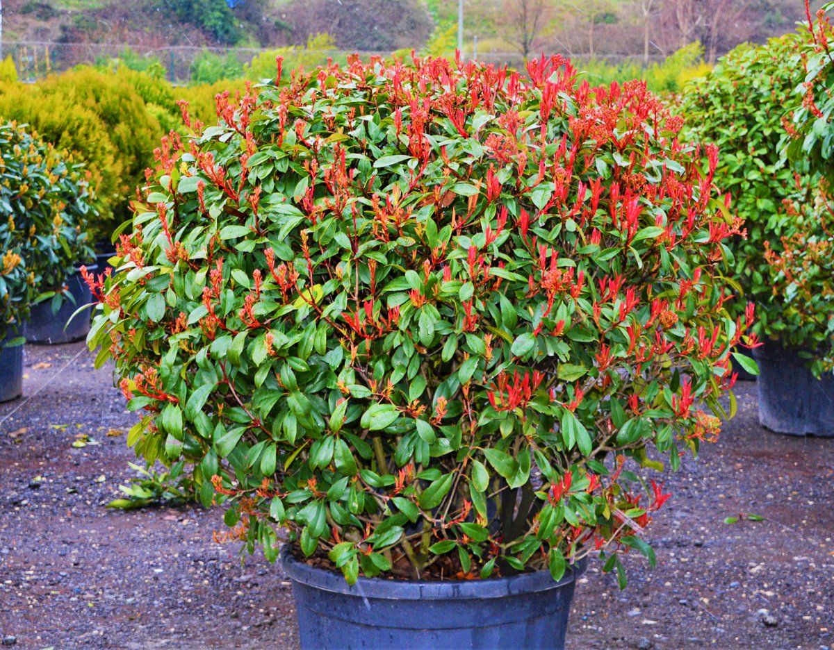 korallberkenye - Featured