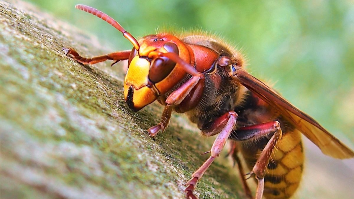 lódarázs csípés - Featured