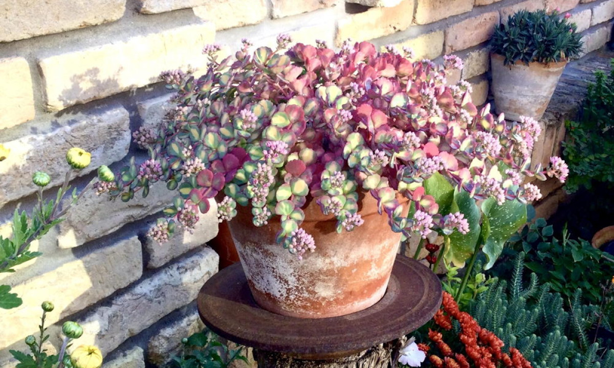 októberke - Featured