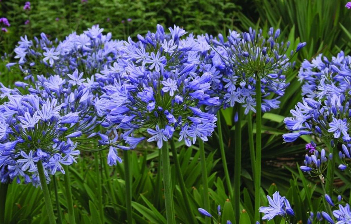 szerelemvirág - Featured