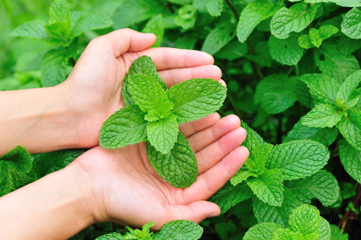 szúnyogriasztó növény - Featured