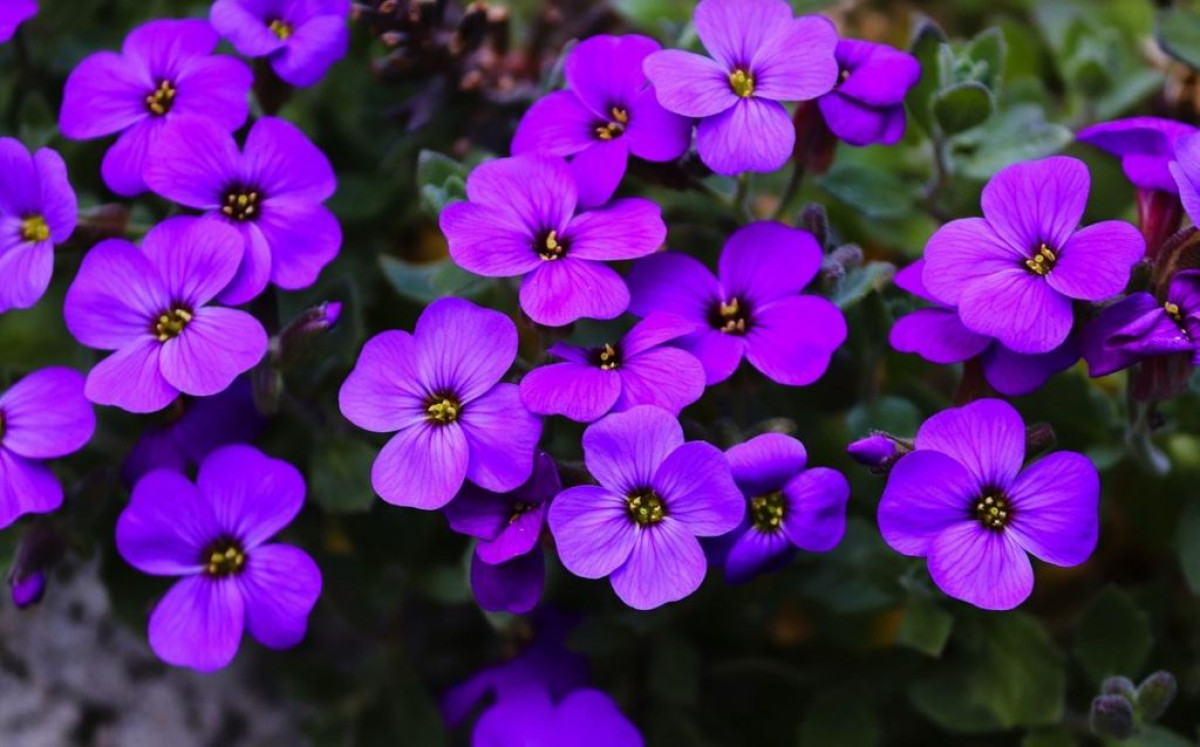 talajtakaró növények - Featured