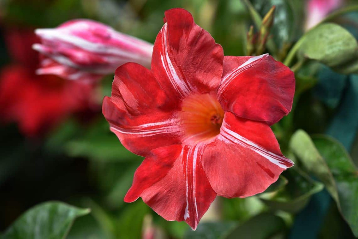 tölcsérjázmin - Featured