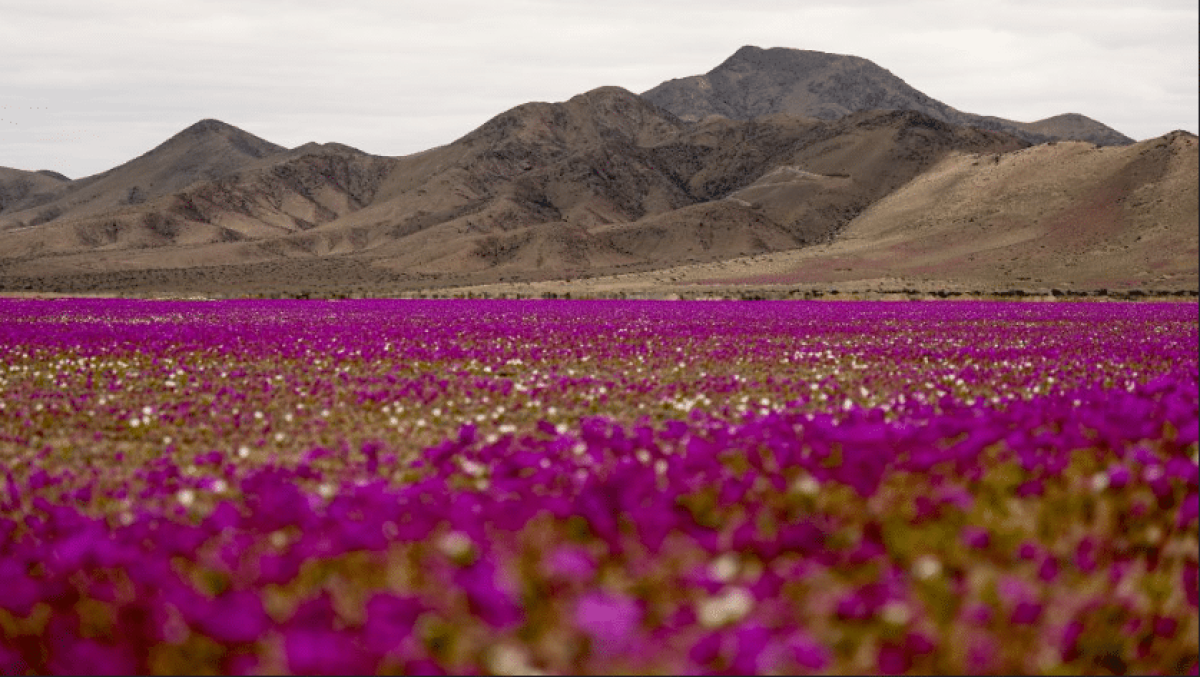 A világ legszárazabb sivataga virágzik, és bemutatja a világ szupernövényét