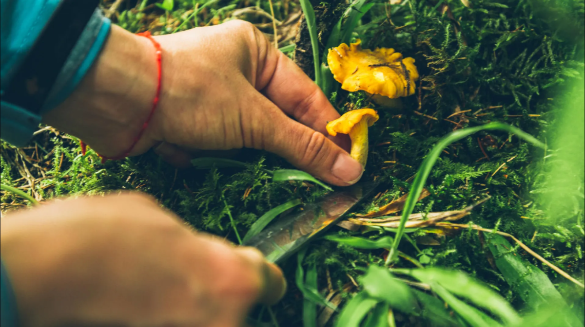 Egy lány leszakít egy ehető gombát.