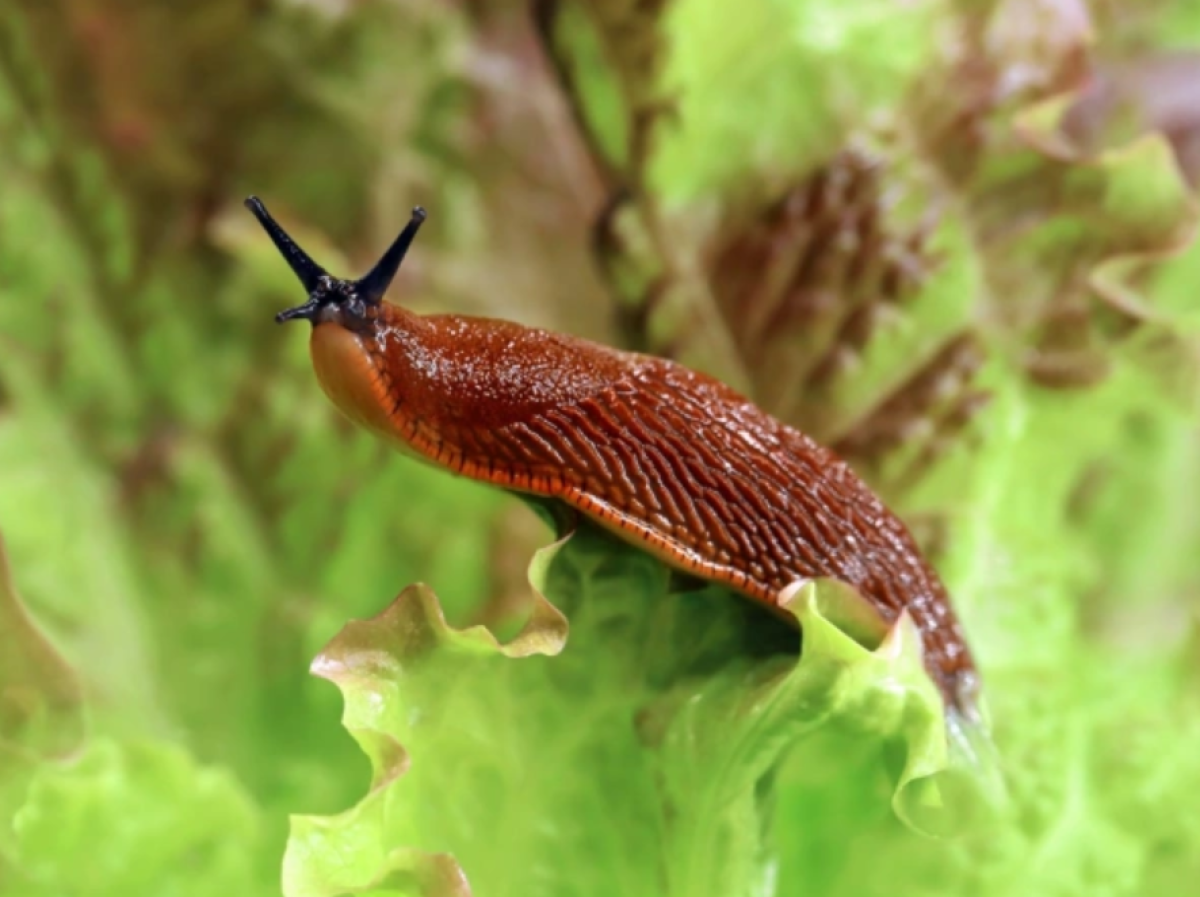 Hogyan lehet hatékonyan megszabadulni a csigáktól ősszel és télen