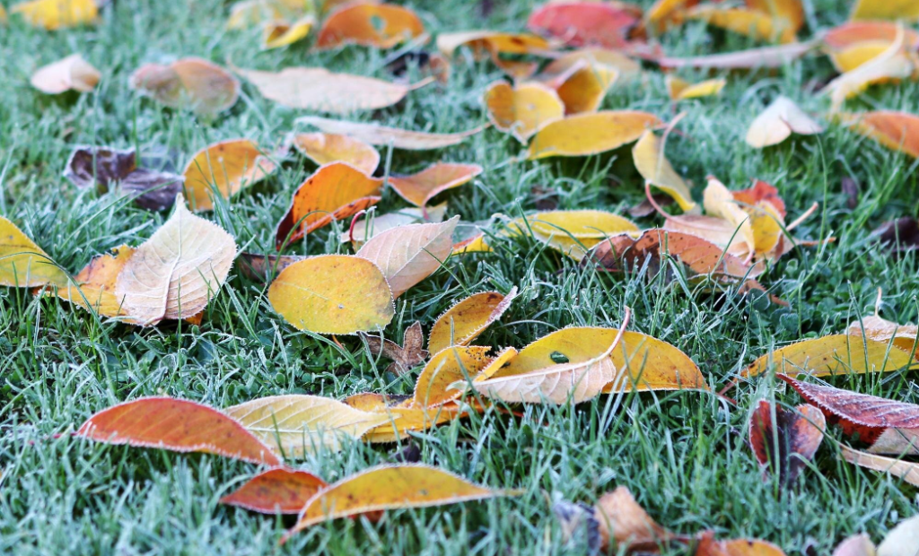 Avar a kertben: hogyan és hol lehet hatékonyan felhasználni 3 Avar a kertben: hogyan és hol lehet hatékonyan felhasználni