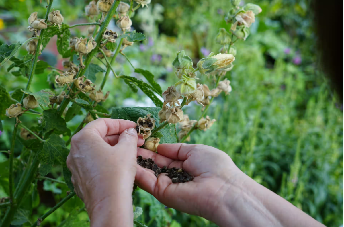 Bokorrózsa magjainak gyűjtése