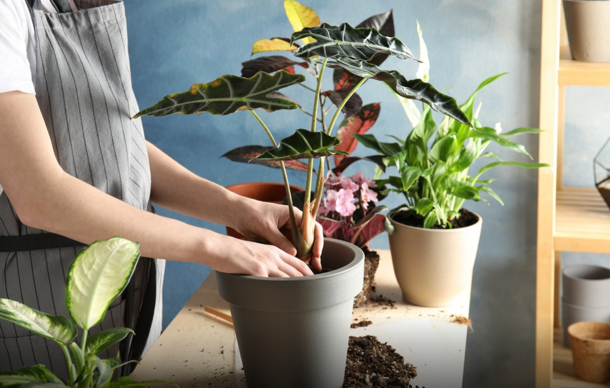 Mit kell adni a szobanövényeinek ősszel?