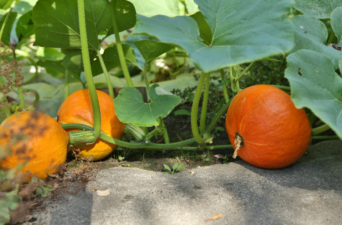 A narancssárga tök a földben fekszik.