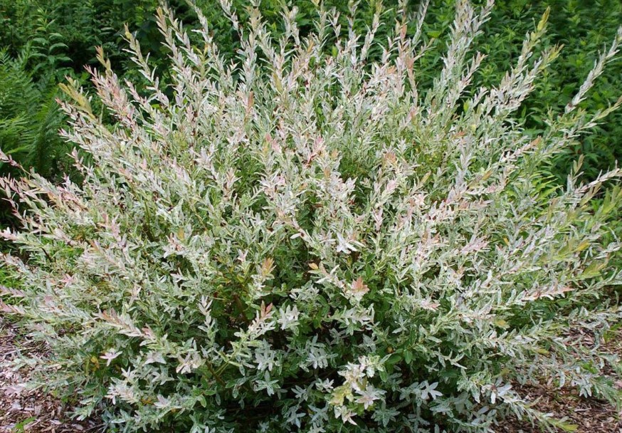 Ezért őrülnek meg a kertészek a japán fűzrétől – ezt a trükköt neked is ki kell próbálnod most rögtön!