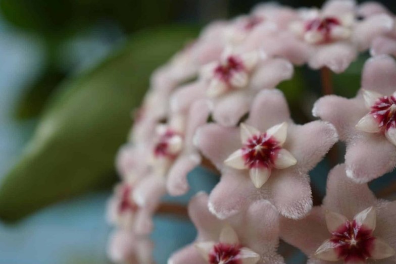 Olyan növény, amely illattal tölti meg otthonát, és nagyon könnyű gondozni 3 Olyan növény, amely illattal tölti meg otthonát, és nagyon könnyű gondozni