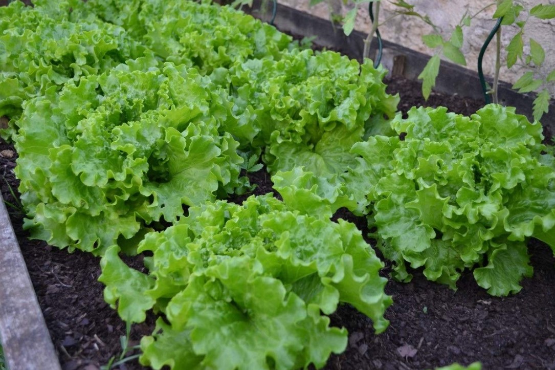 Így vetnek a profi kertészek salátát november közepén, hogy bőséges termést érjenek el 3 Így vetnek a profi kertészek salátát november közepén, hogy bőséges termést érjenek el