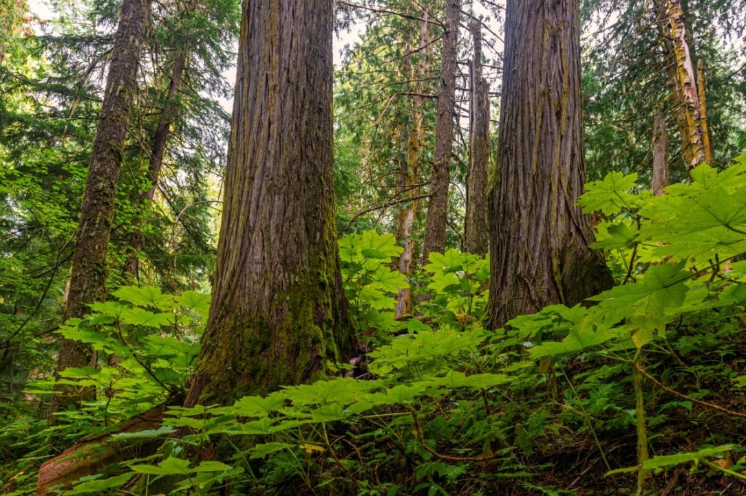 Hogyan tartották fenn a növények a légkör stabilitását 20 000 évvel ezelőtt