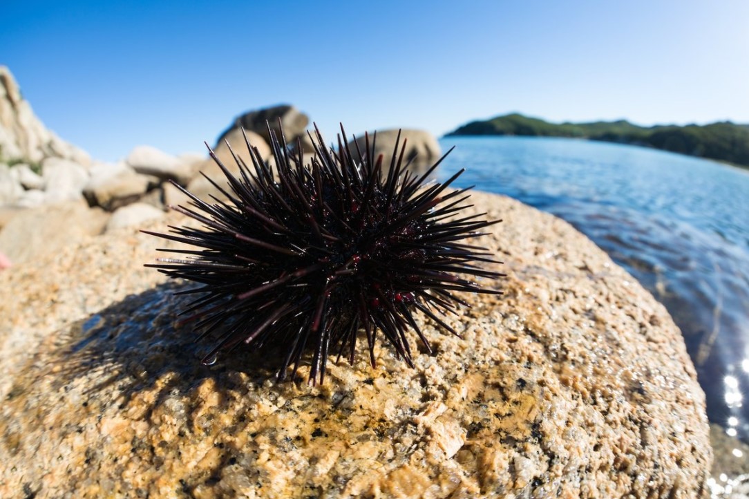 A tanulmány azt mutatja, hogy a tengeri sünök valójában a legtisztább formájú fej 3 A tanulmány azt mutatja, hogy a tengeri sünök valójában a legtisztább formájú fej