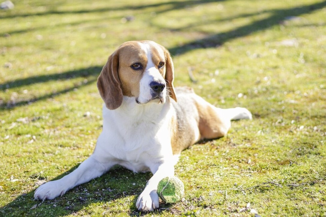 Melyik kutyafajták a legalkalmasabbak az idősek kísérésére? 3 Melyik kutyafajták a legalkalmasabbak az idősek kísérésére?