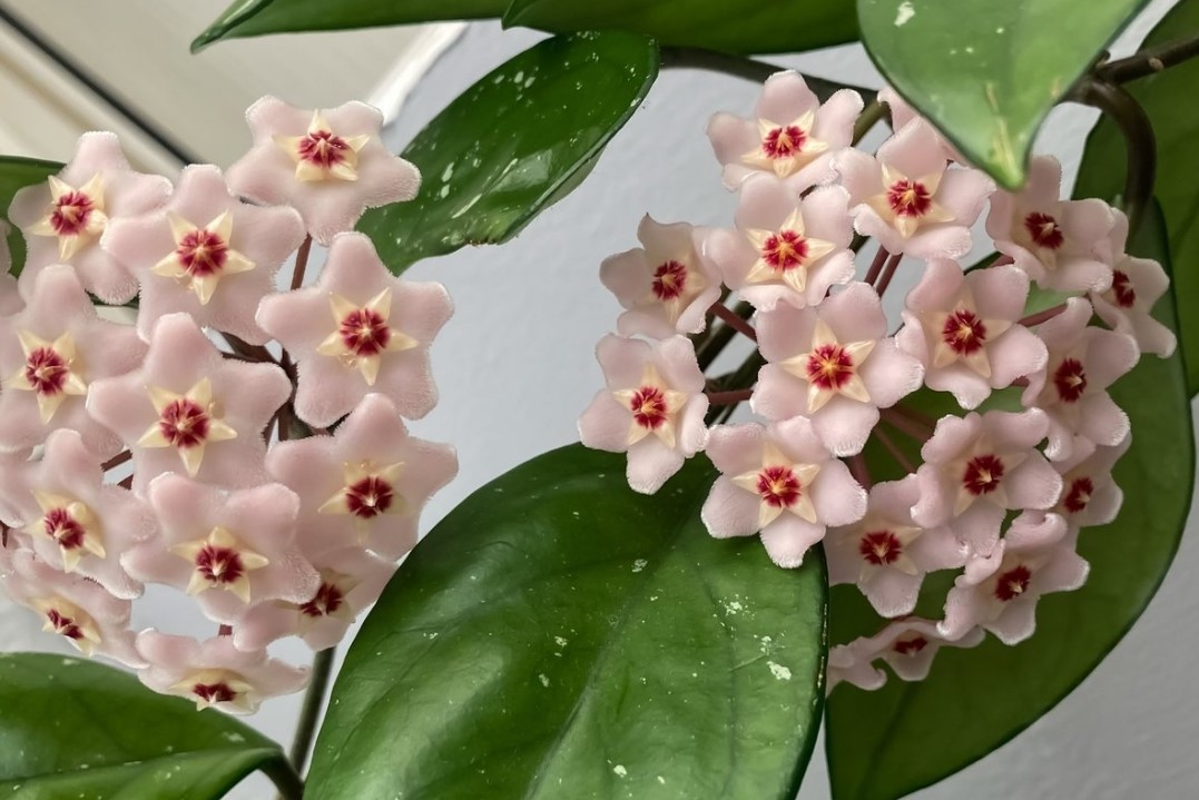 Olyan növény, amely ellenáll a 35 fokos hőmérsékletnek, és továbbra is illattal tölti meg a kertet 3 Olyan növény, amely ellenáll a 35 fokos hőmérsékletnek, és továbbra is illattal tölti meg a kertet